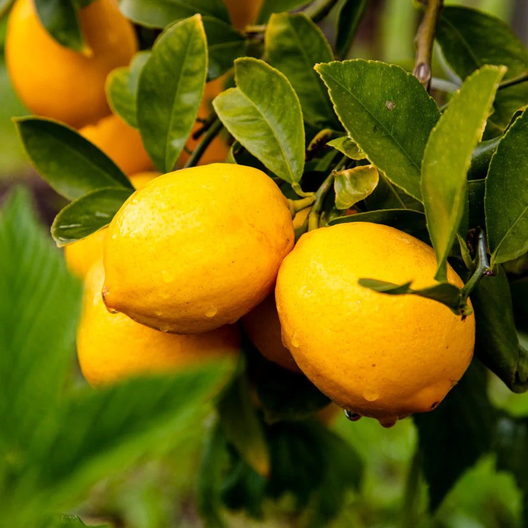 Citrus Gems - WellHaus