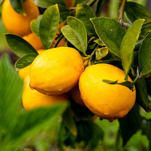 Citrus Gems - WellHaus