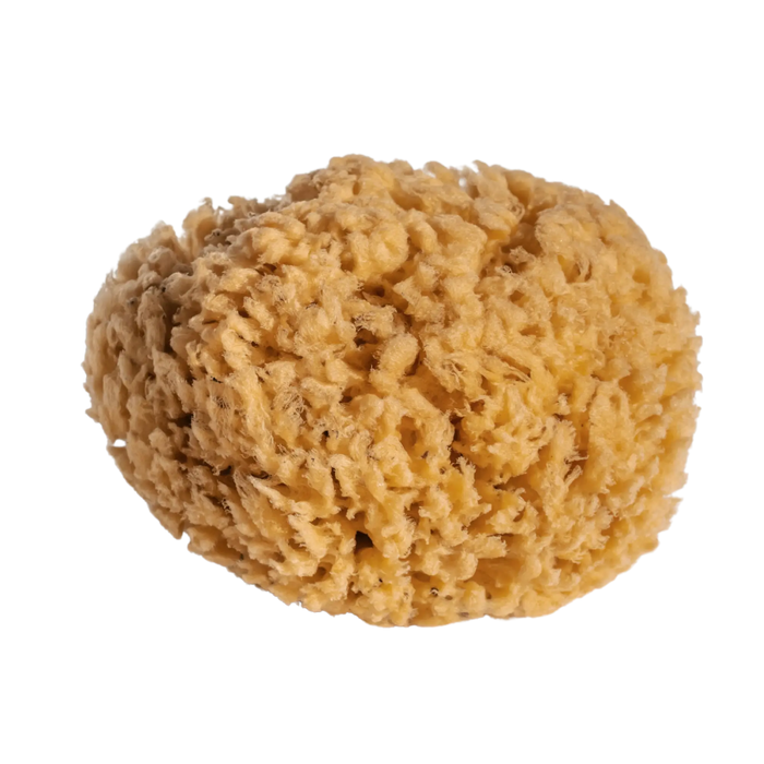 Wool Sea Sponge